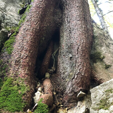 Baum Jura