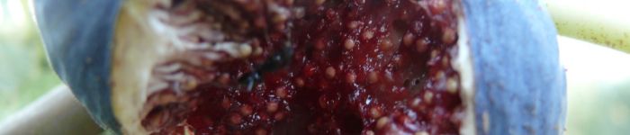 www_danseorientale_ch_Wilde_Feigen