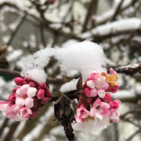danseorientale.ch Winterblüte